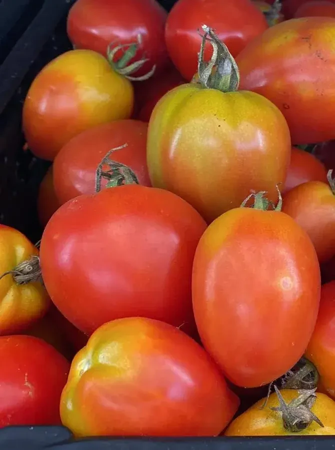 Tomaten-Fruchtgemüse Tauerngarten Altenmarkt