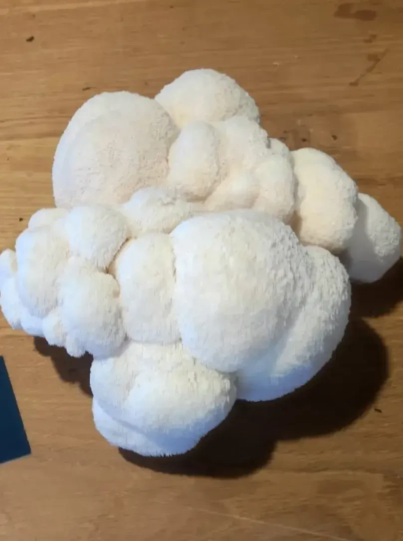 Igelstachelbart Flachgauer Bio-Pilze