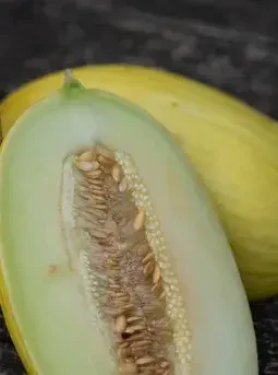 Honigmelone