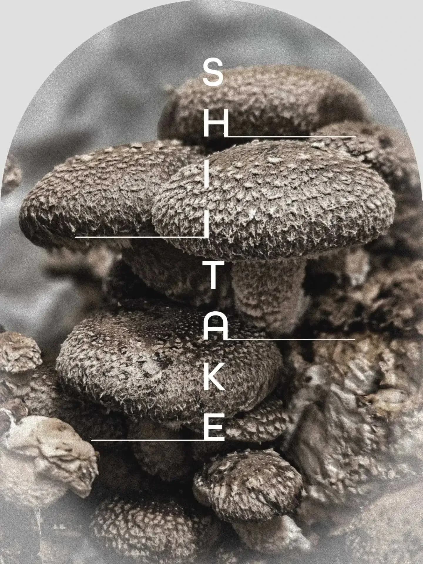 shiitake  Neubach Biopilze aus dem Lammertal von Edelhuat
