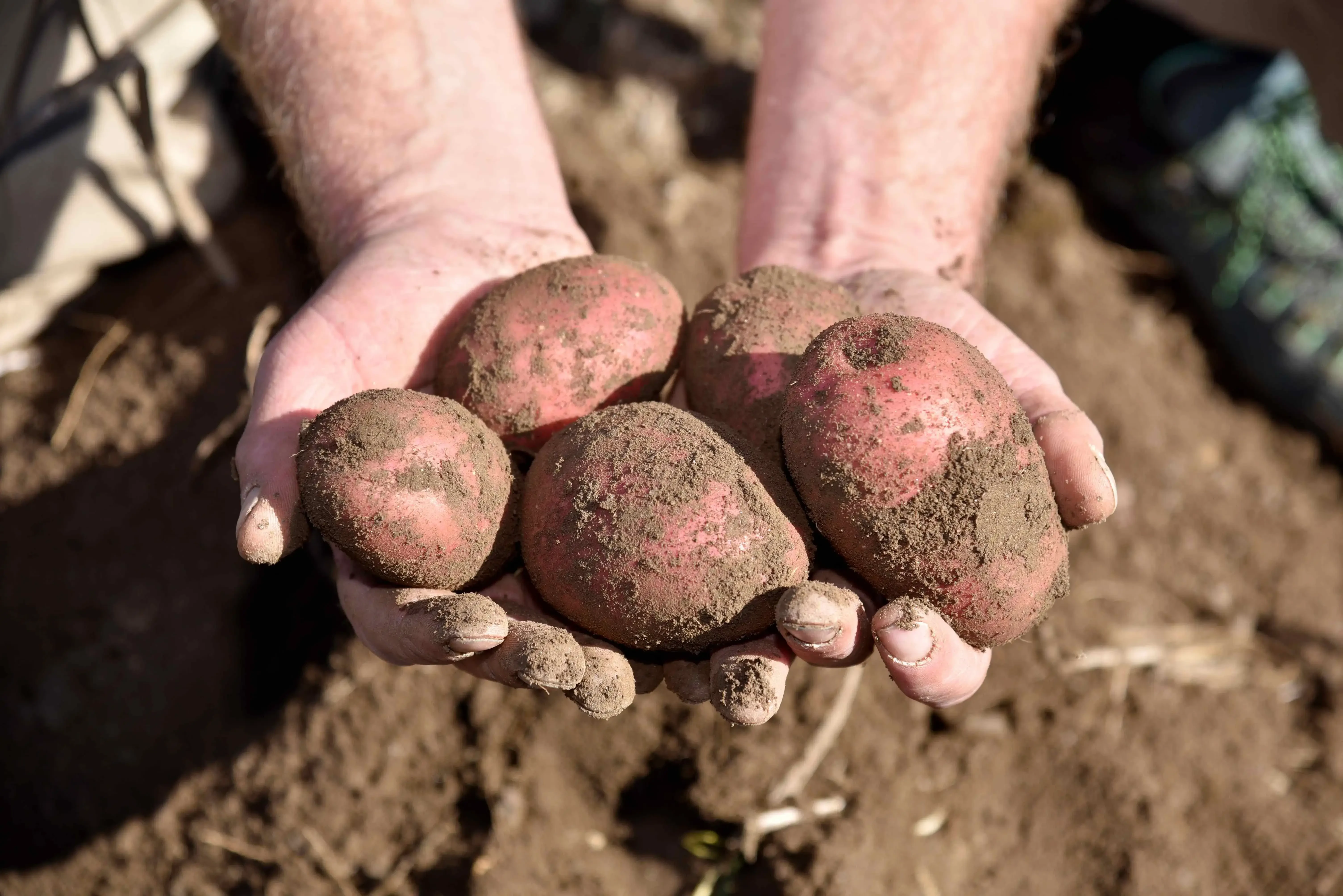 Lungauer Eachtling Uln Hände Erde Feld Kartoffel