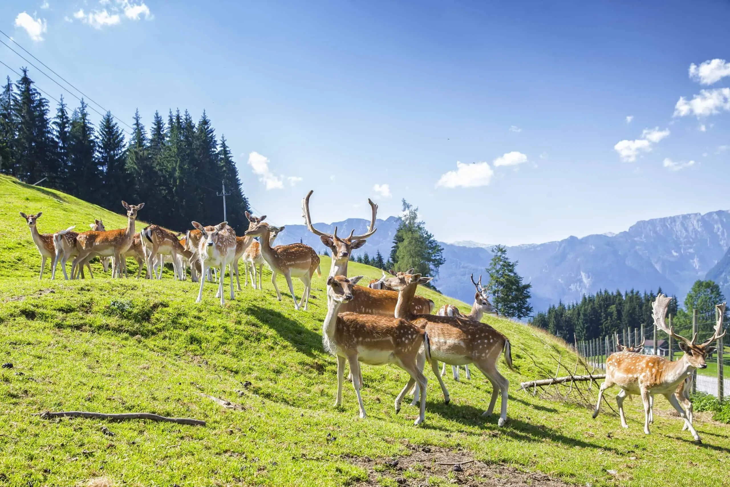 Bachrain Wildtiere auf Weide