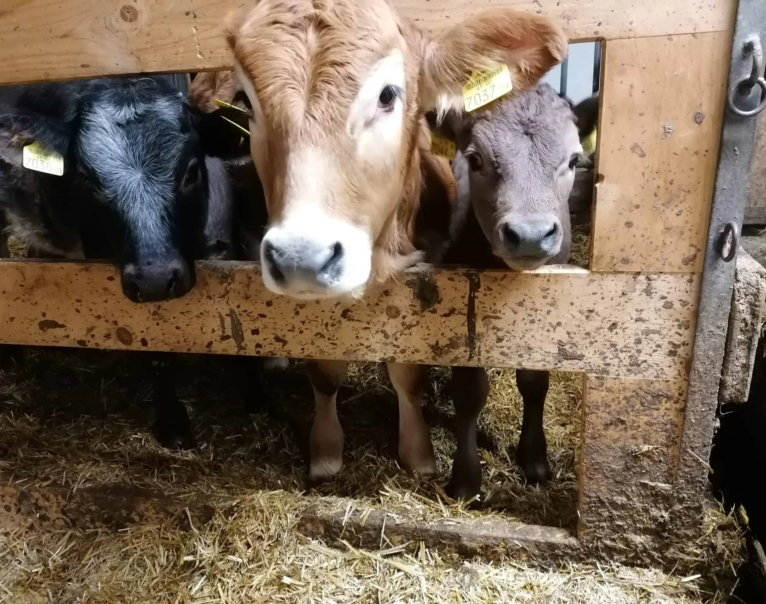 Bauernbräugut drei Kälber im Stall