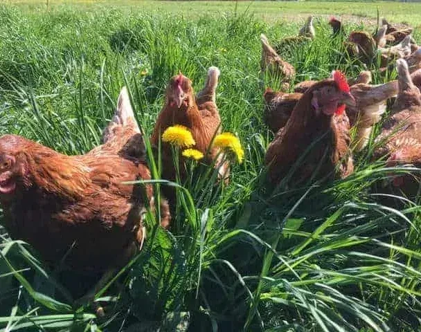 Bergerhof Hühner im Gras