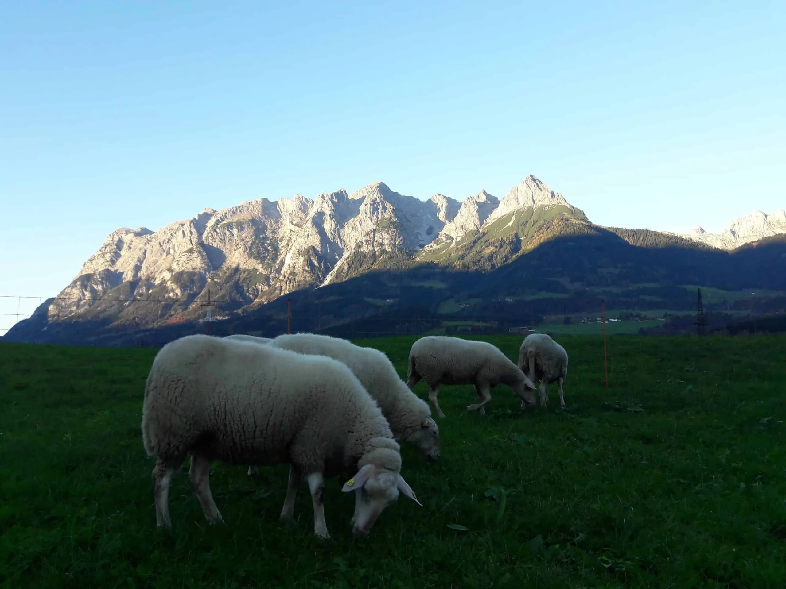 Biohof-Lehengut Schafe vor Gebirge