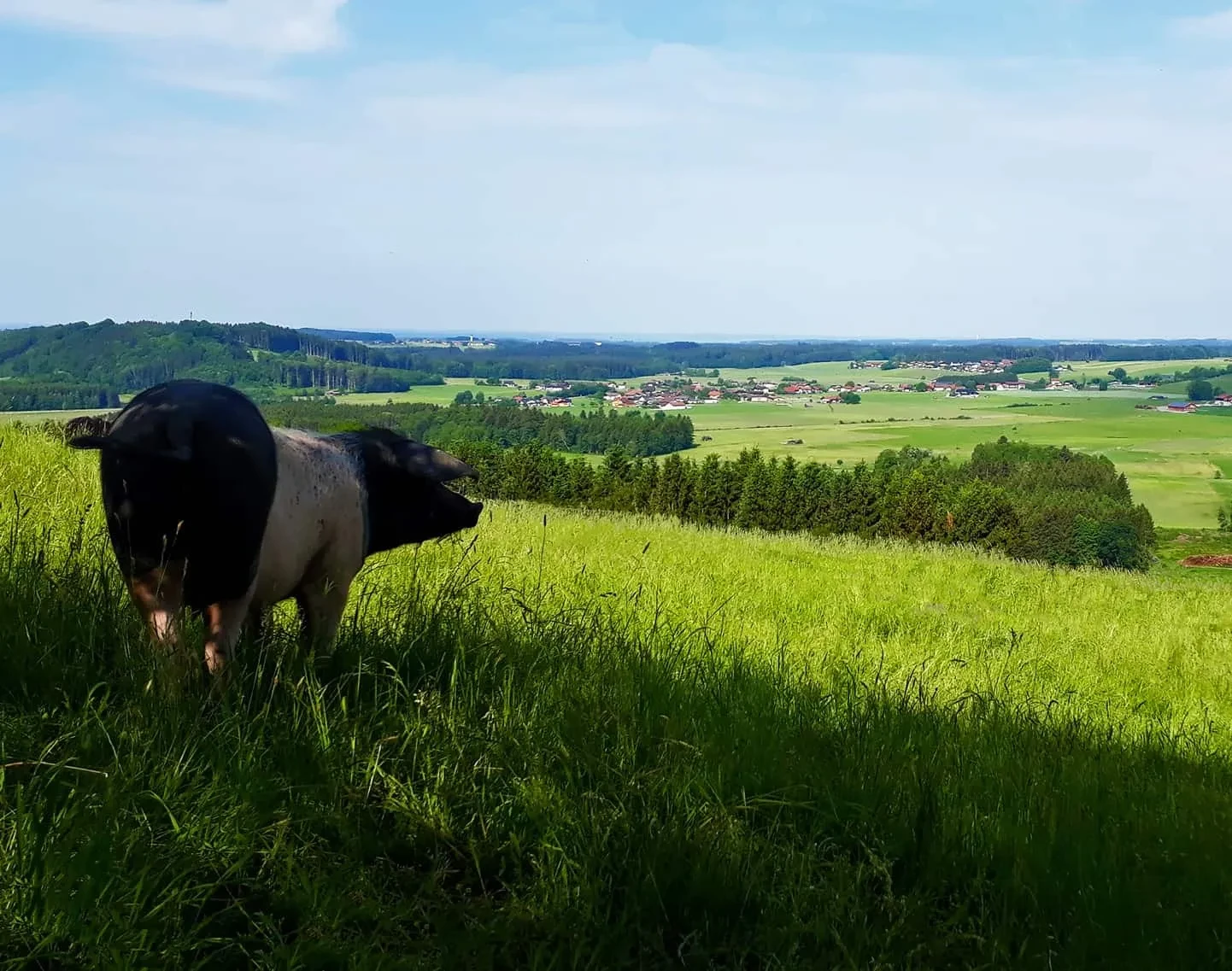 Biohof Oedtgut Schwein im Freilauf