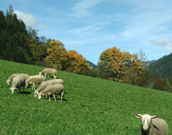 Schafherde auf Wiese 