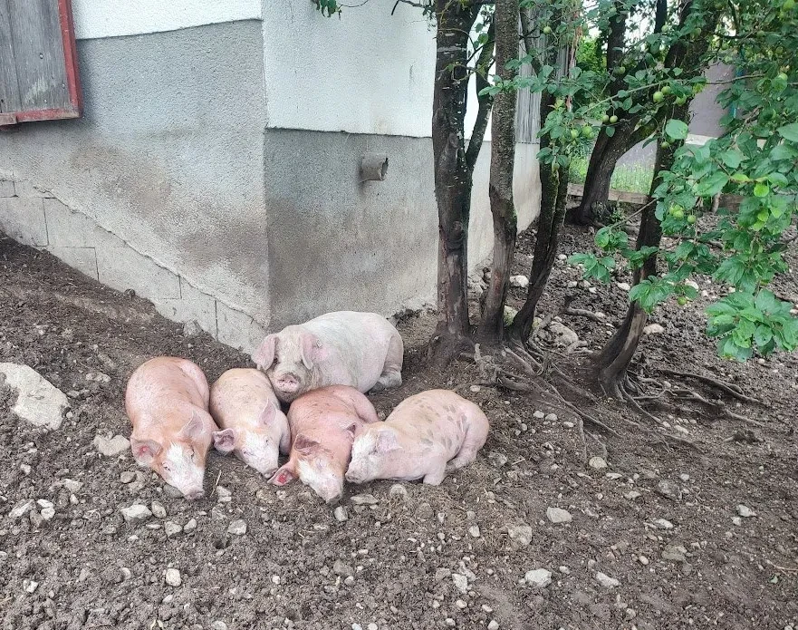 Schweine im Auslauf