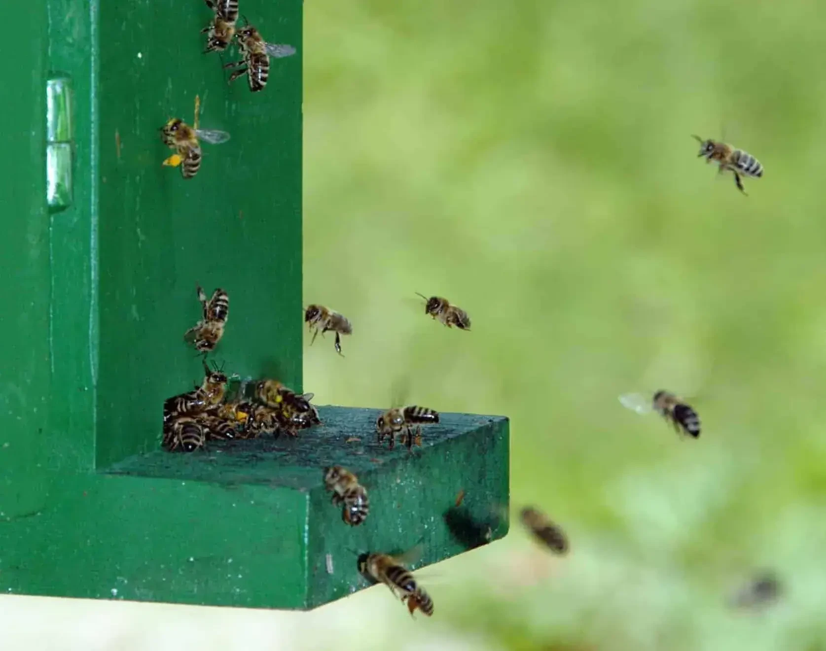 Bienen im Flug