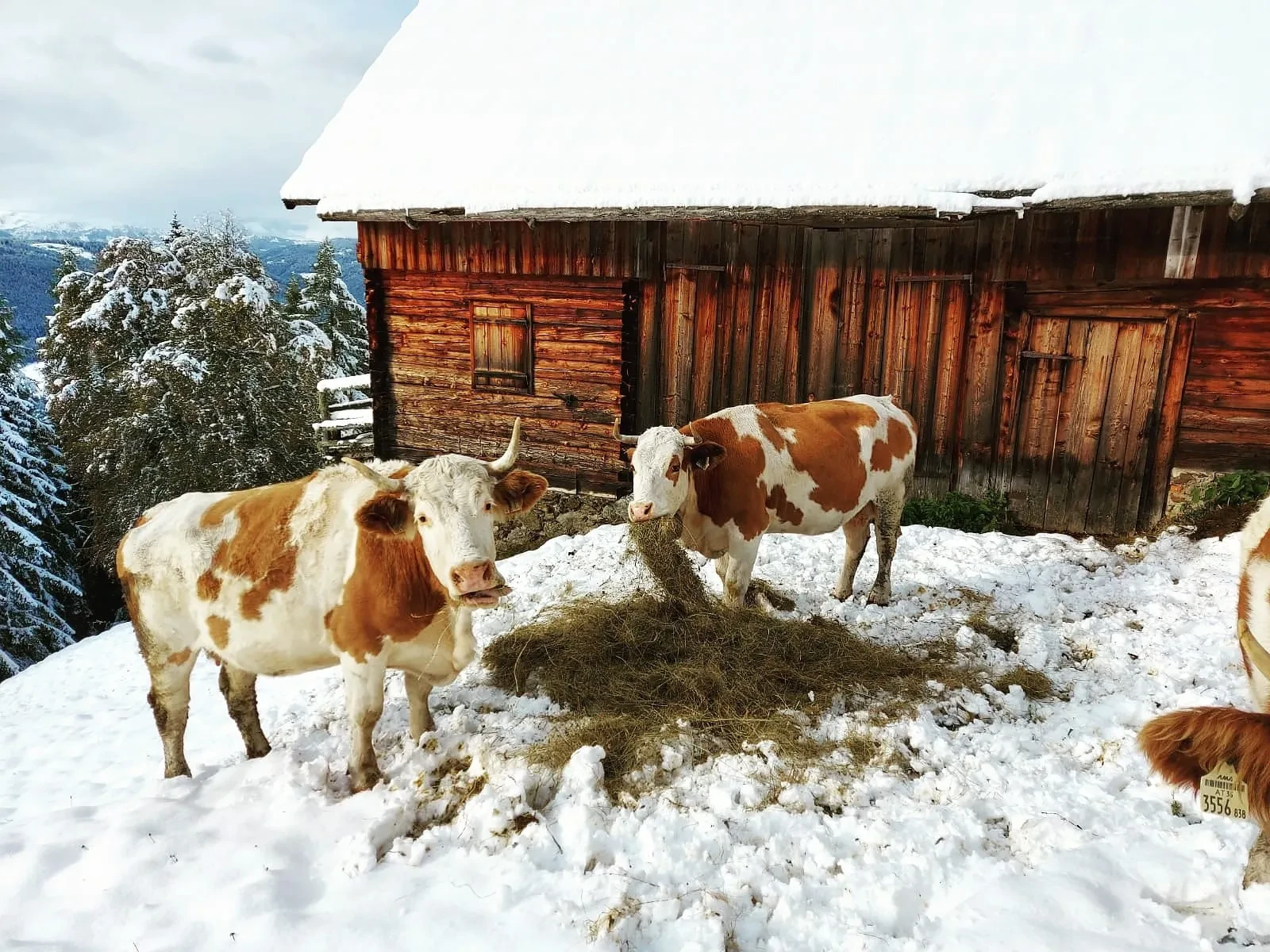 Rinderherde im Schnee