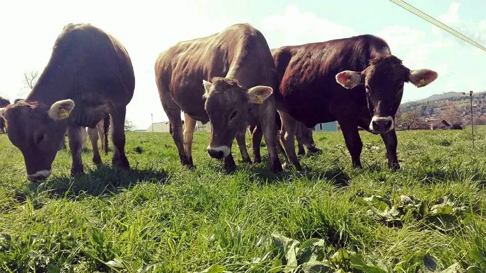 Braunviehherde auf Weide