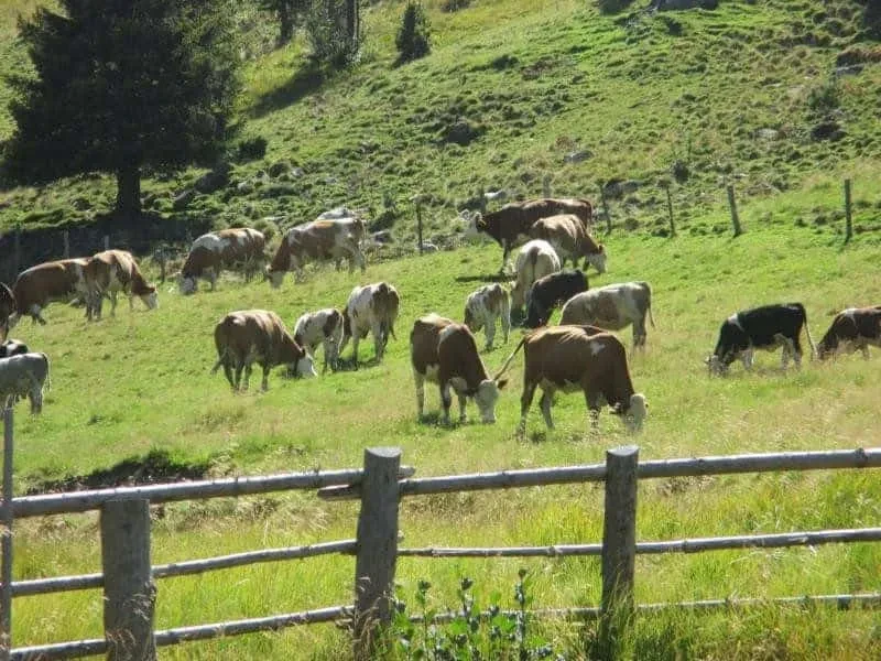 Rinder auf Weide