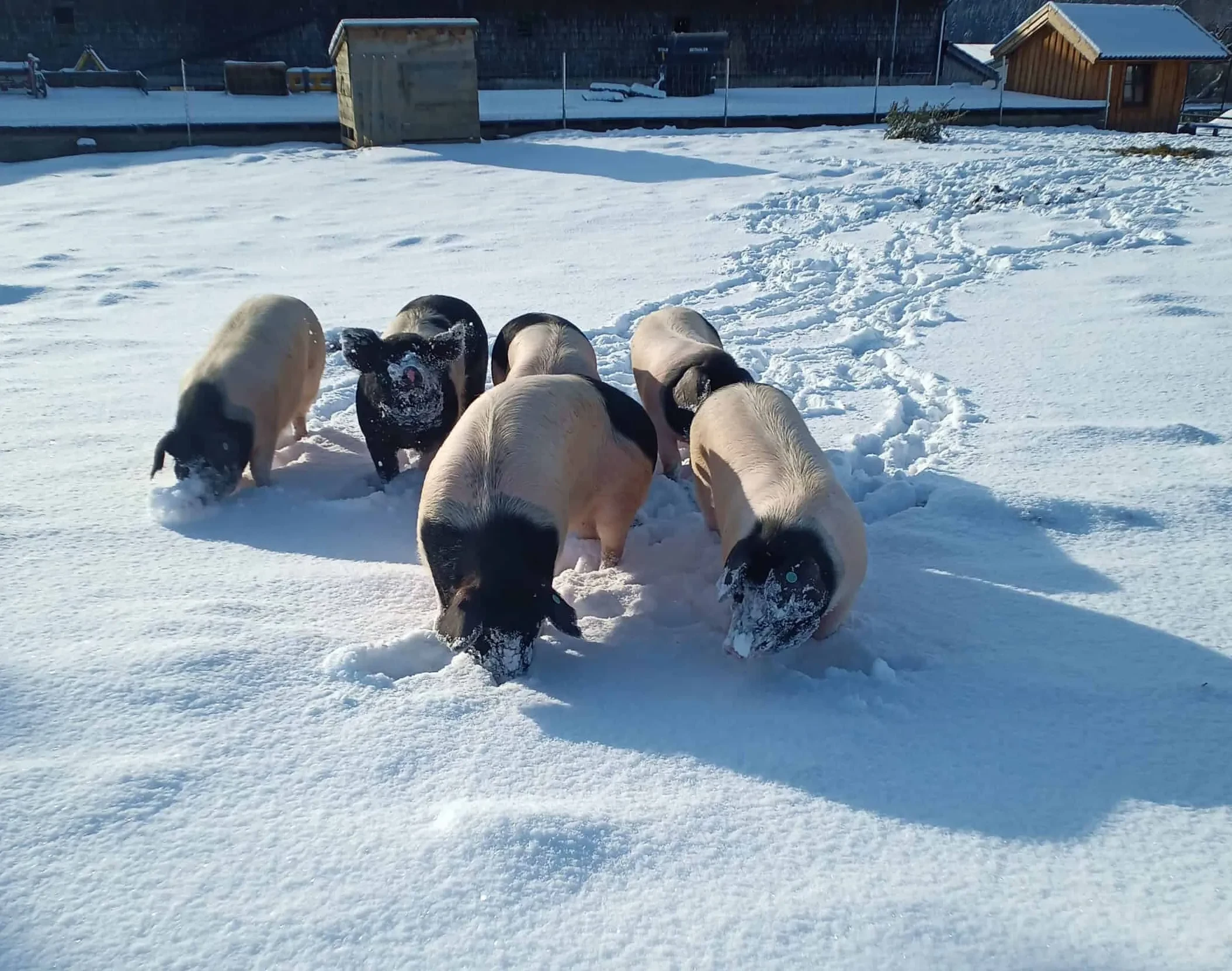 Schweine im Auslauf Winter