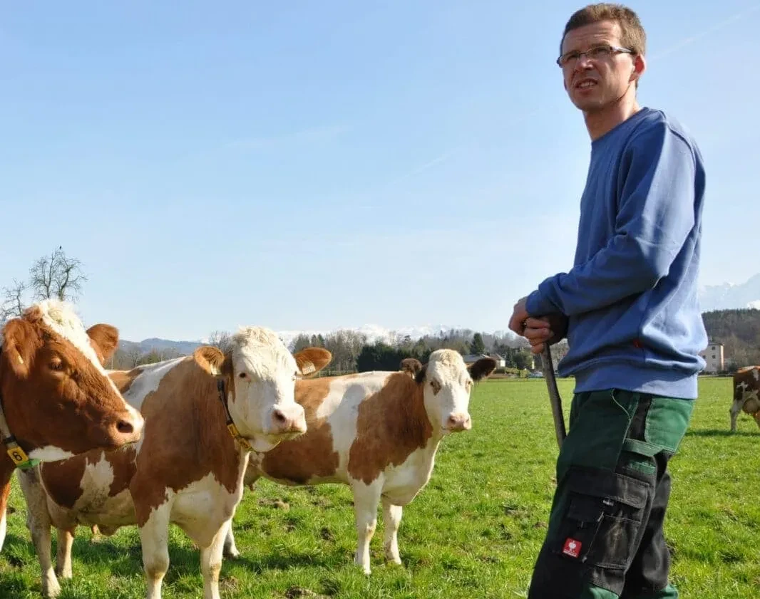 Rinder mit Landwirt auf Weide