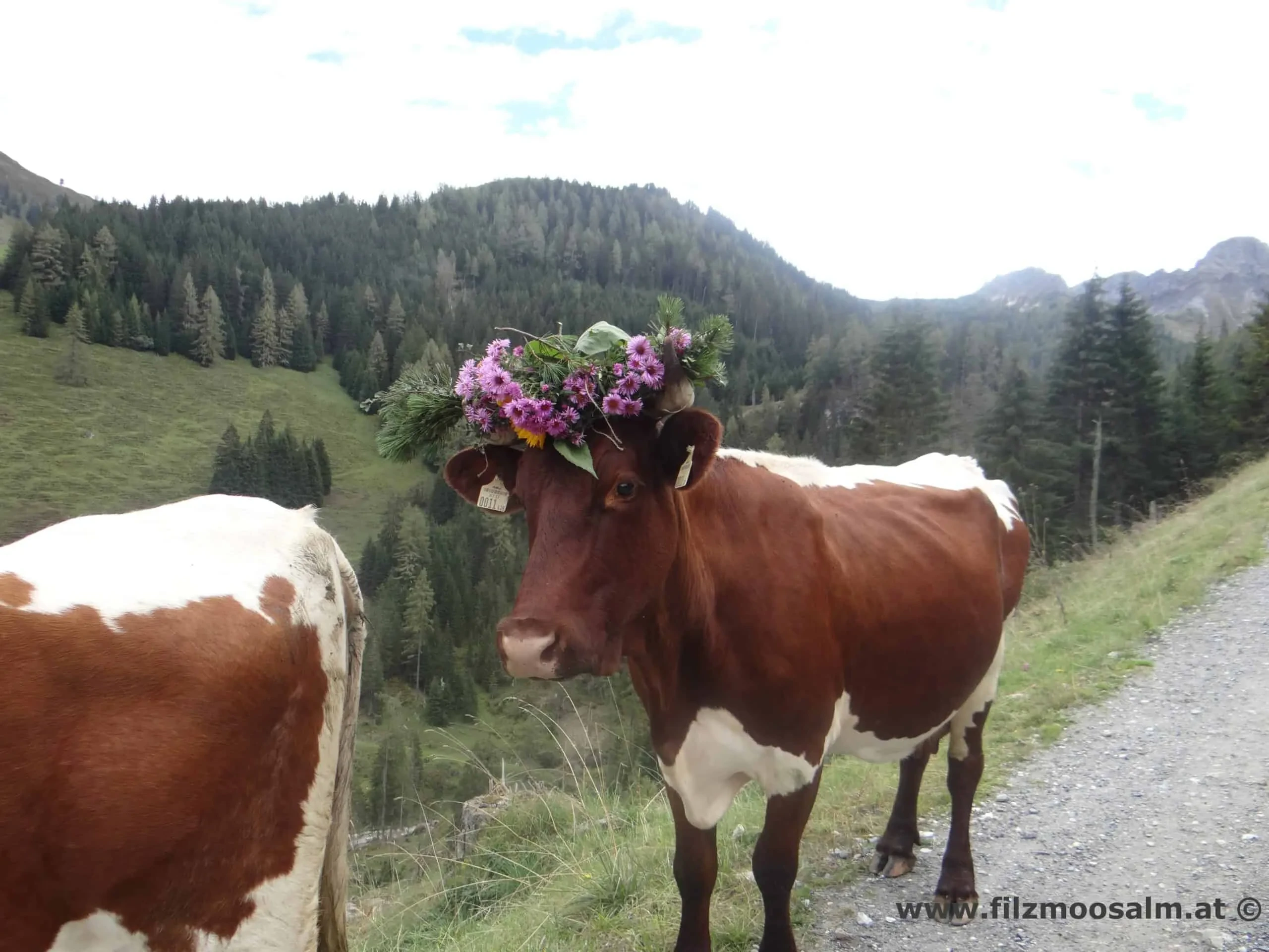 Pinzgauer Rind mit Kopfschmuck