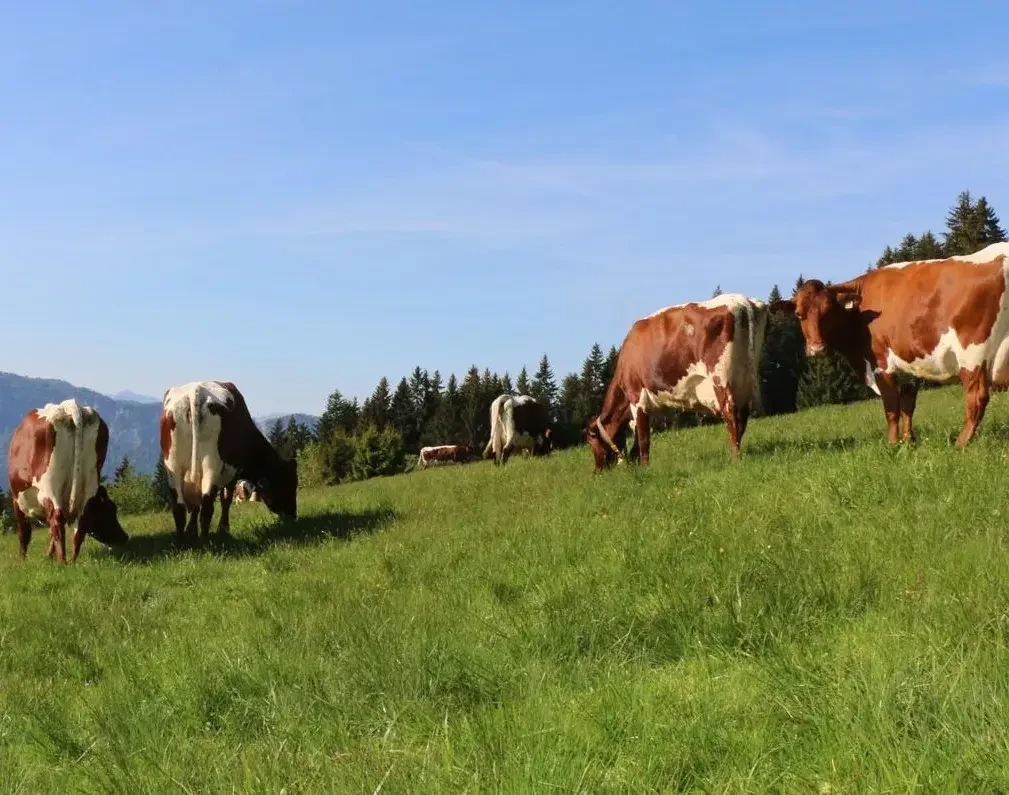 Pinzgauer Rinder auf Weide