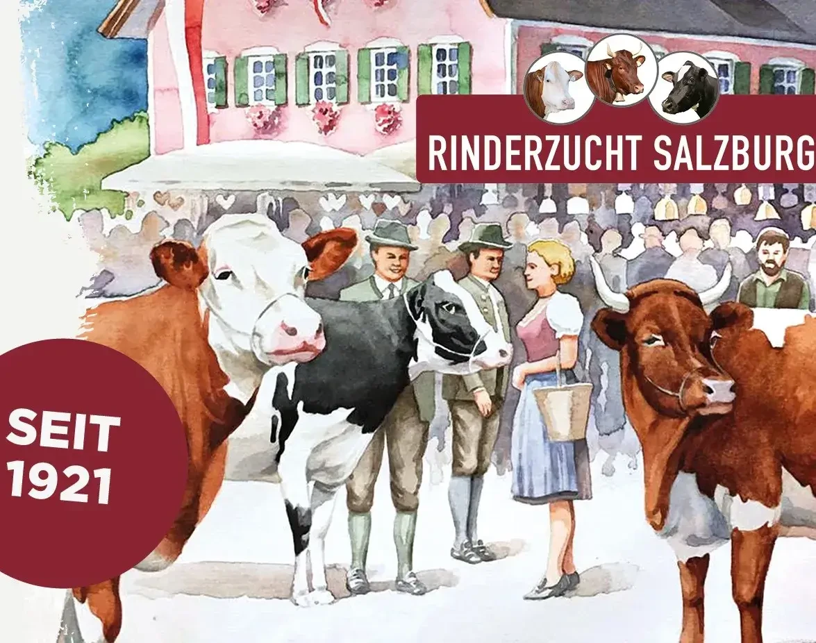 Rinderzucht Salzburg Zeichnung 
