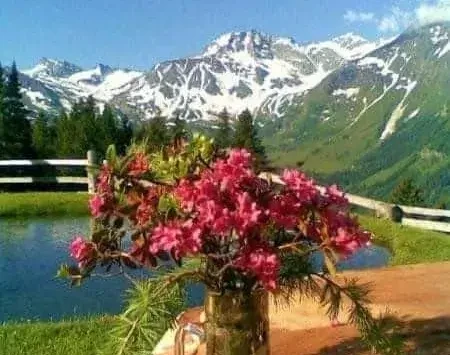 Blumen vor Berg und See