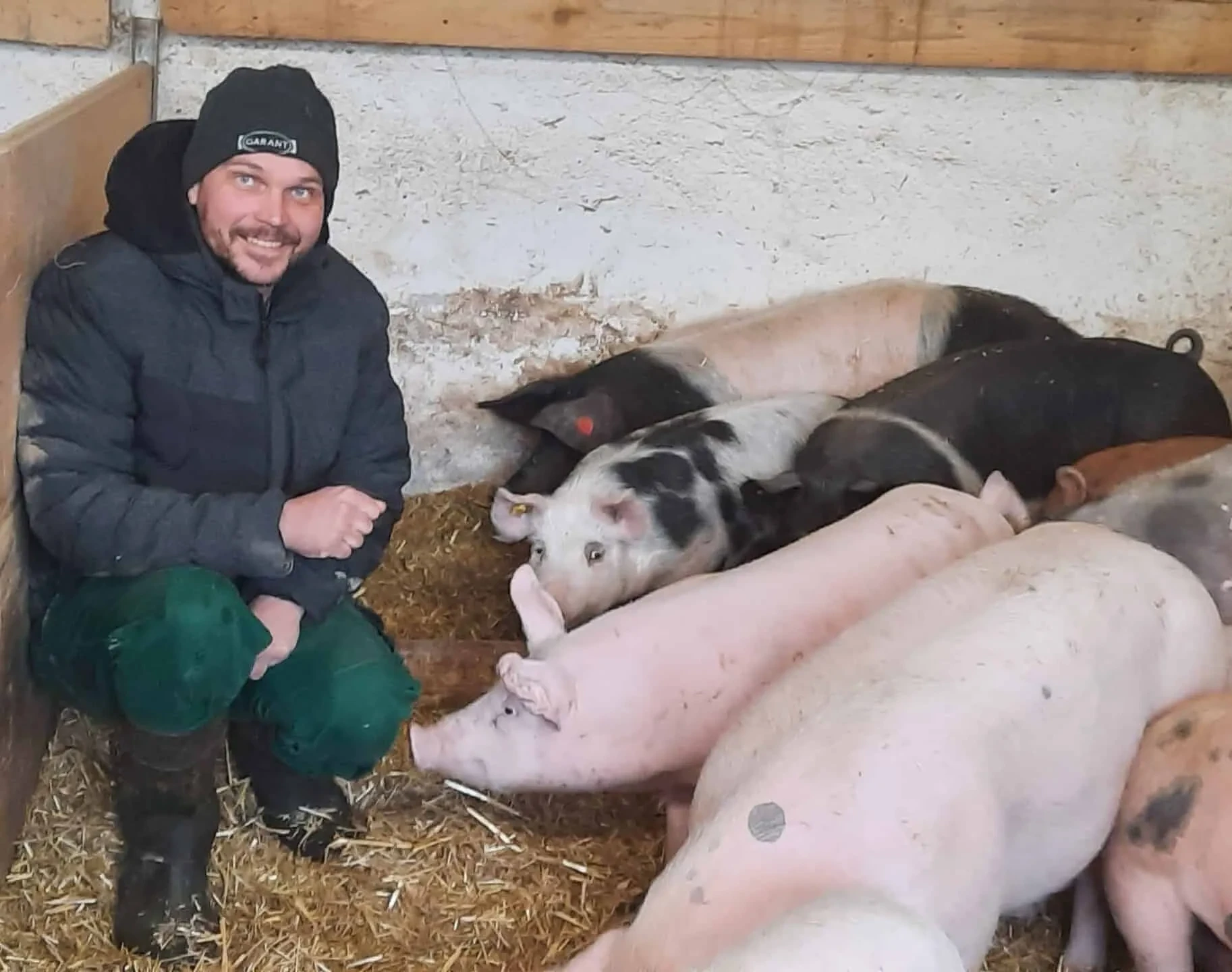 Schweine im Stall mit Betriebsinhaber