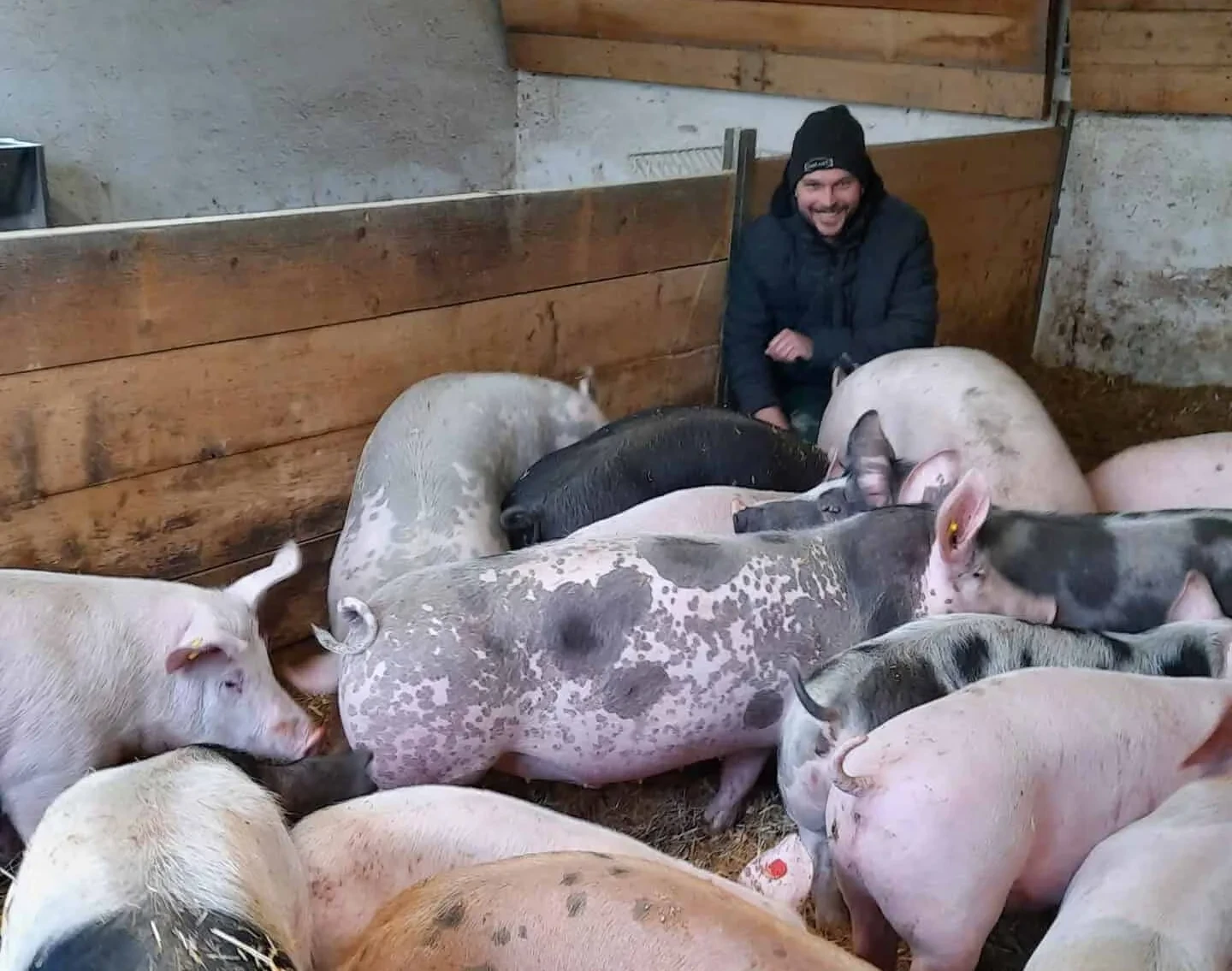 Schweine in Box mit Landwirt
