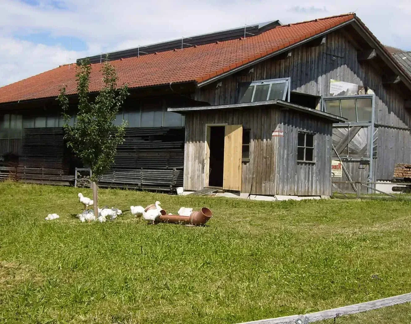 Gehege Gänse