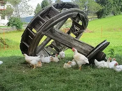 Hühner im Auslauf