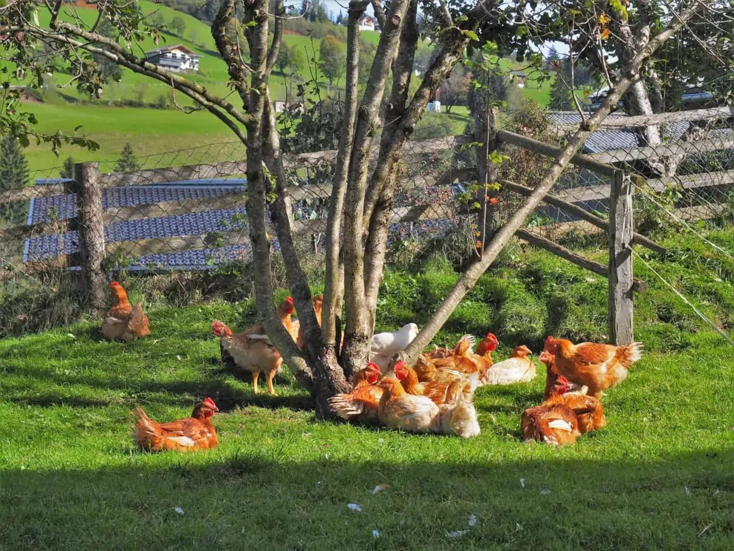 Hühner im Freilauf