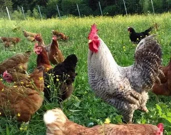 Hühner mit Hahn im Freigelände
