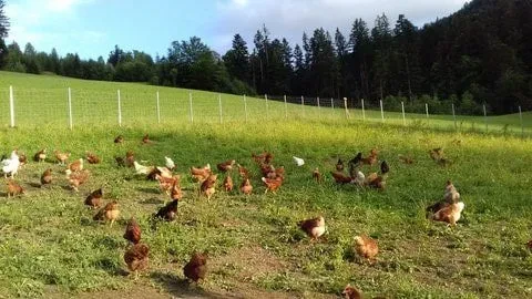 Hühner Freigehege 