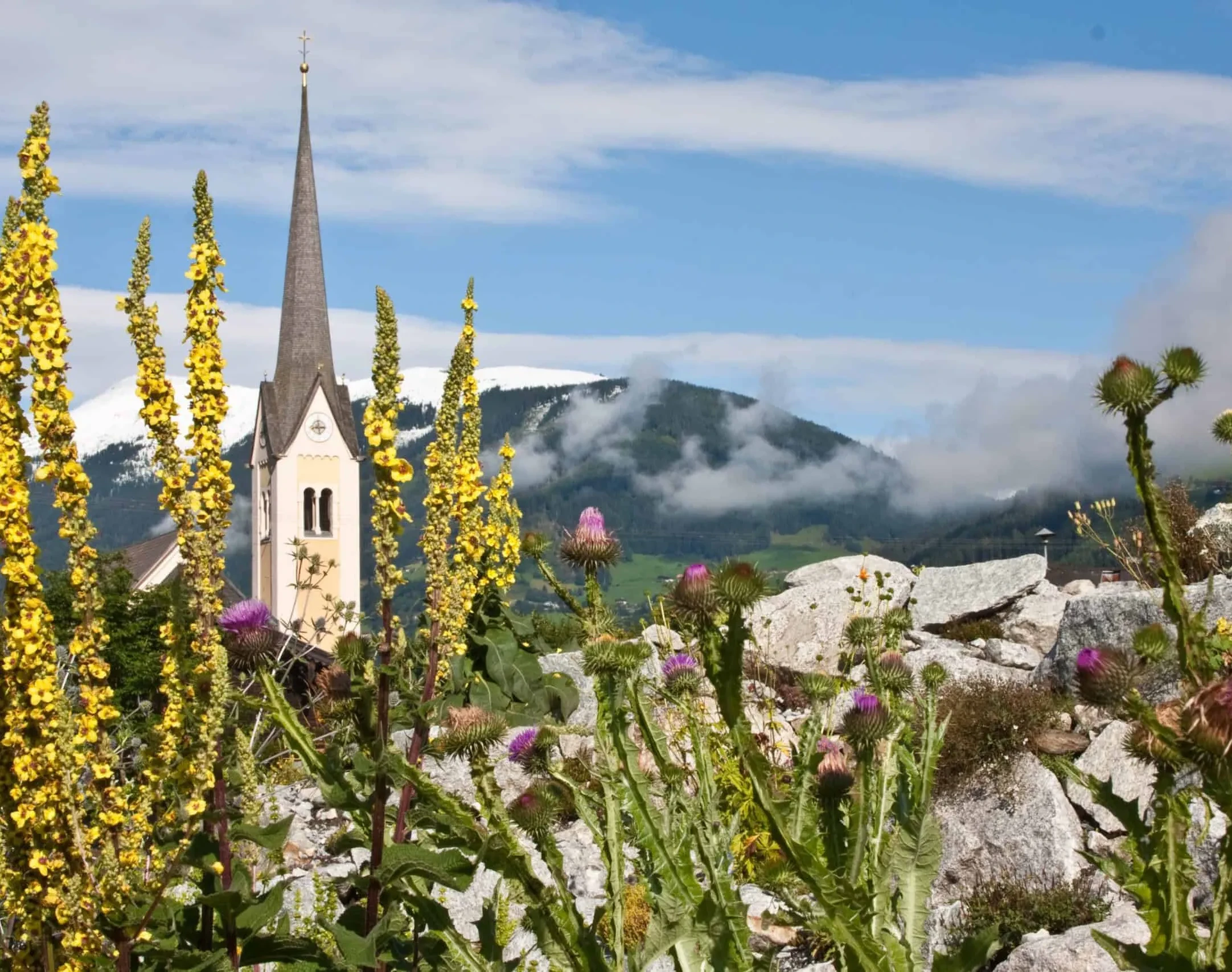 Kräuter vor Bergkulisse 