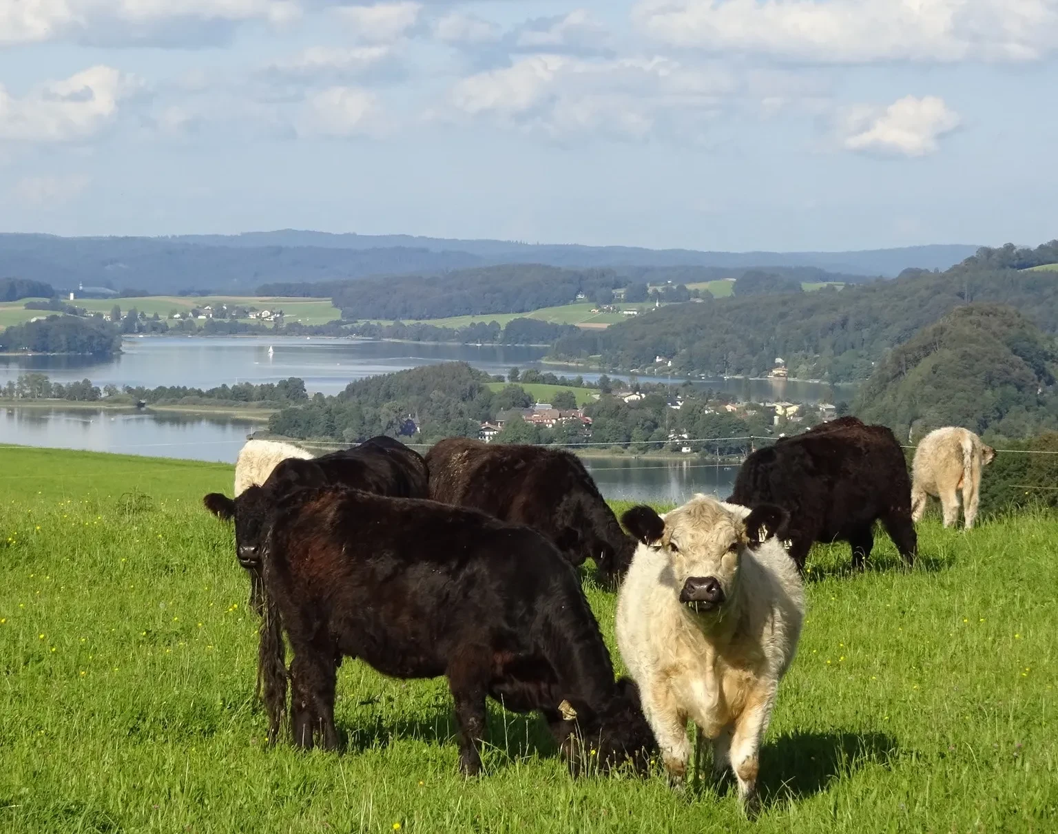 Rinderhaltung im Einklang mit der Natur Thurerhof