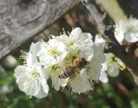 Biene beim Nektarsaugen