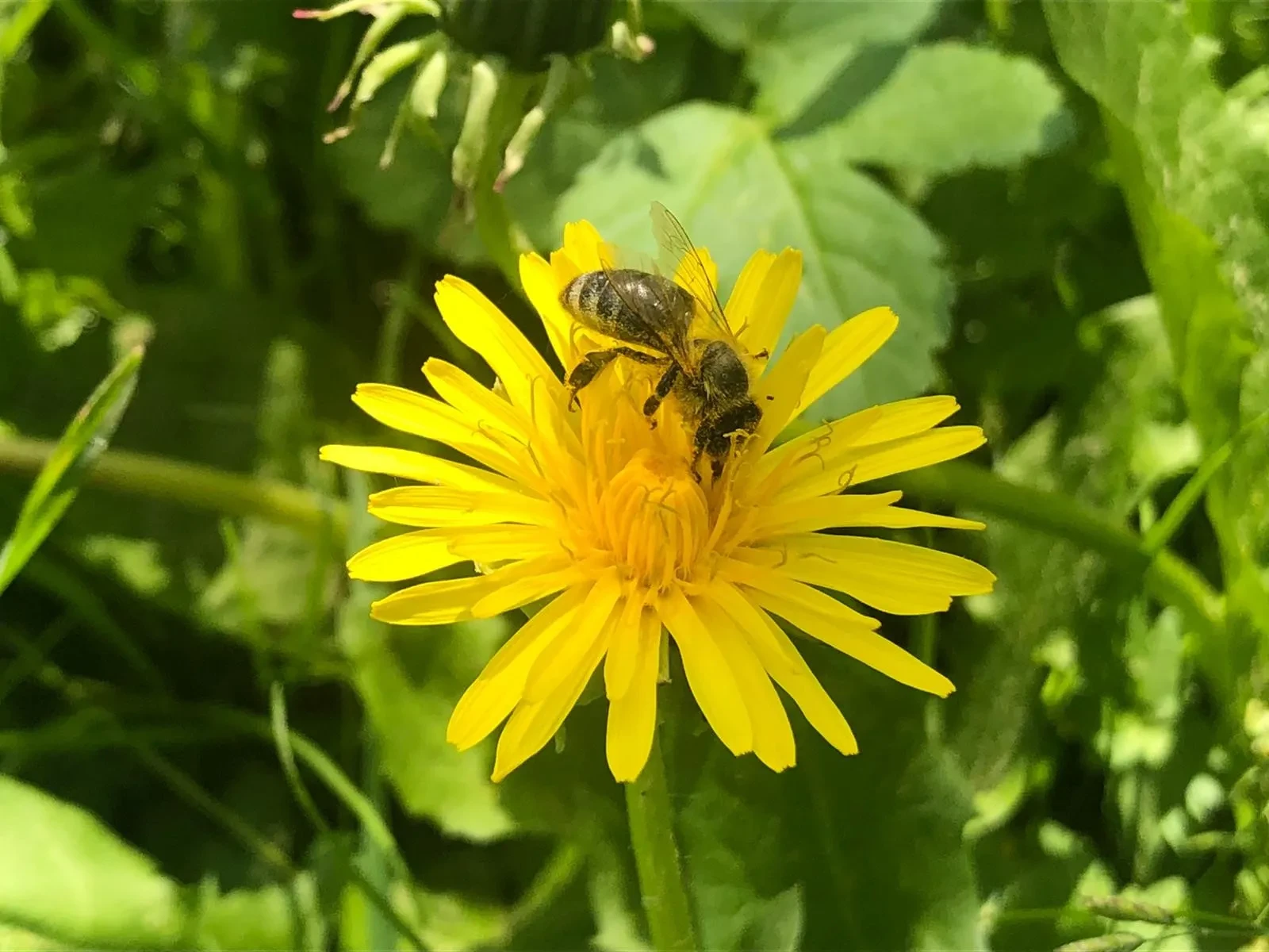 Biene Nektarsaugen