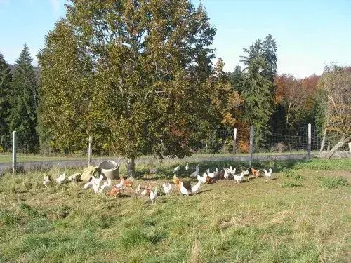 Geflügel im Freilauf