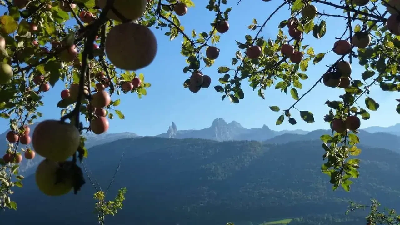 Apfelbaum Gebirge