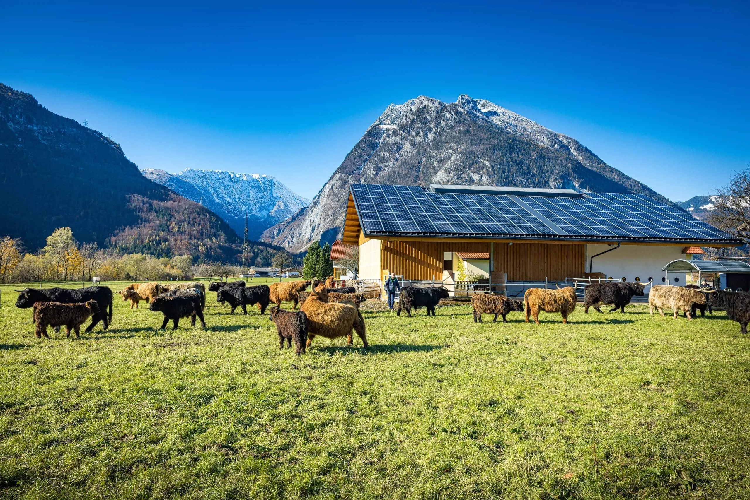 Rinder vor Bergkulisse