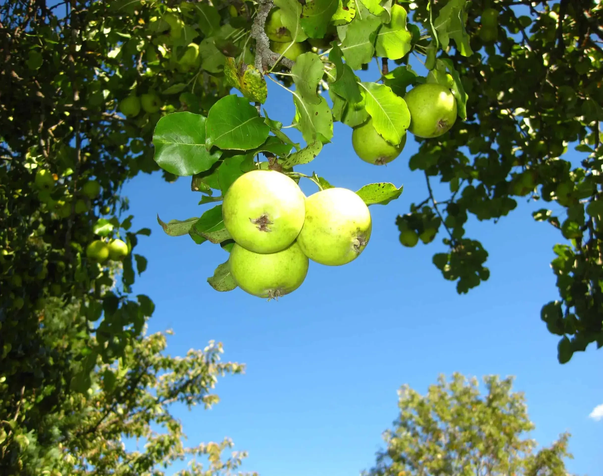 Äpfel