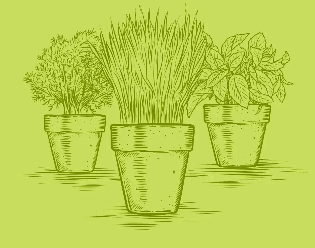 frische-Kräuter_Querformat
