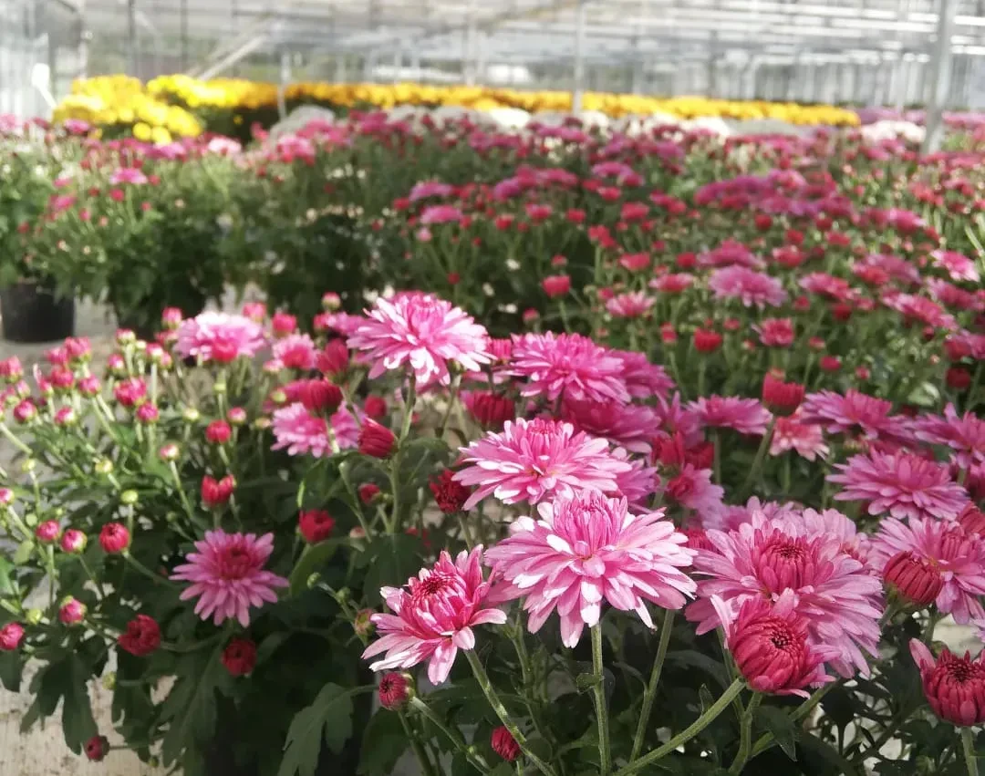Gartenbaubetrieb Tautermann Blumen