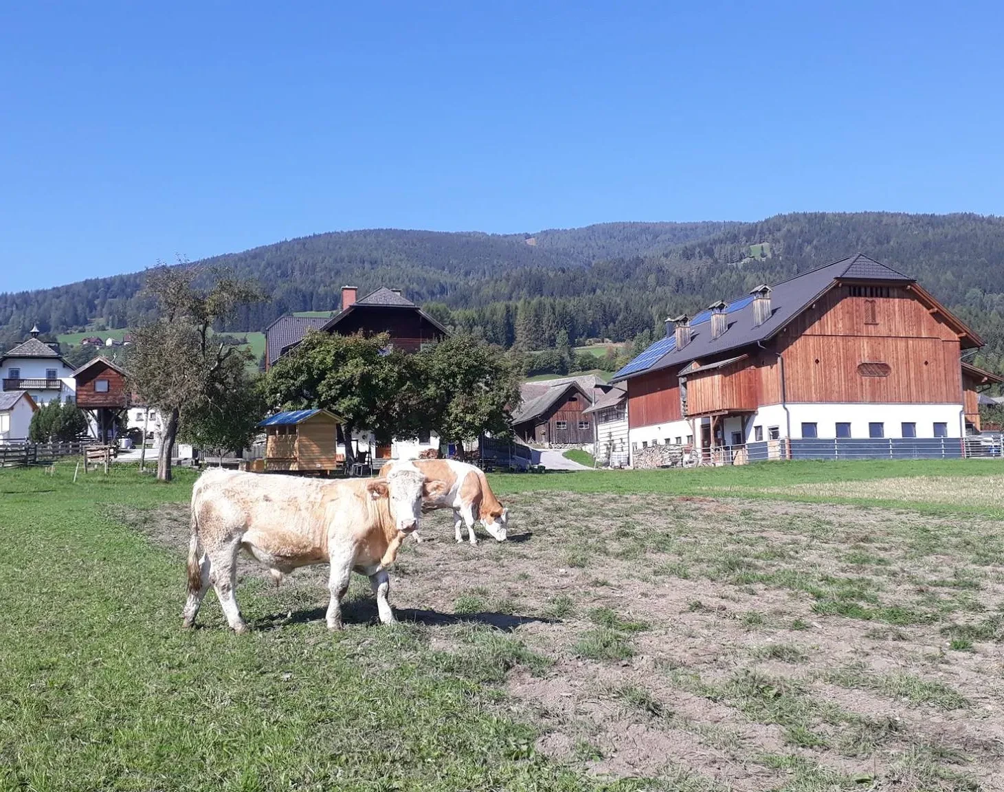 Sauschneiderhof Wieland Hofbild 