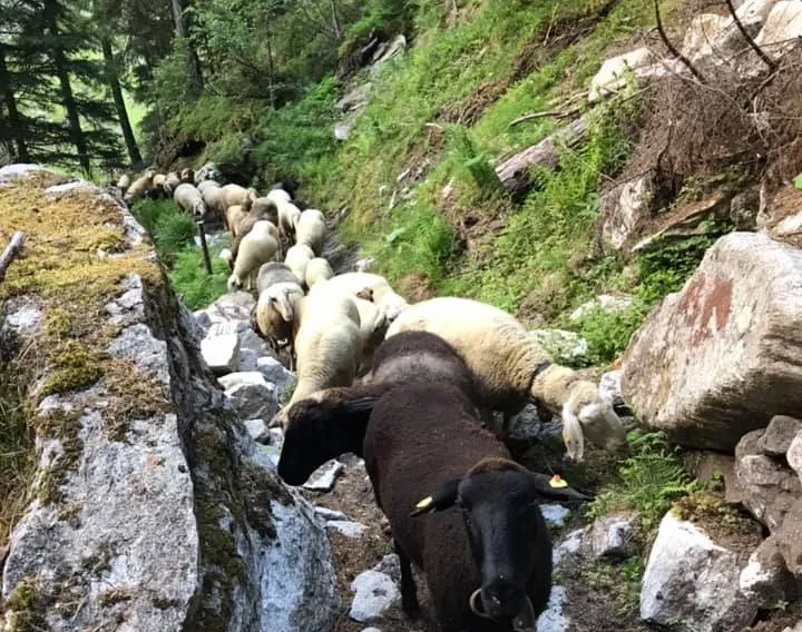 Tauernlamm Lämmer @ Tauernlamm