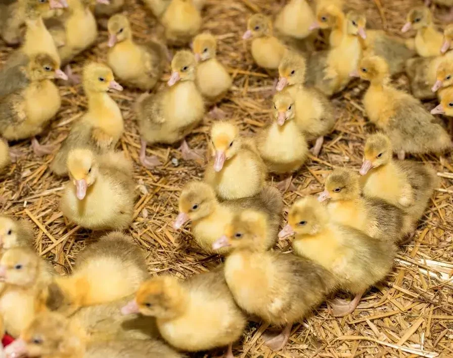 Enten 