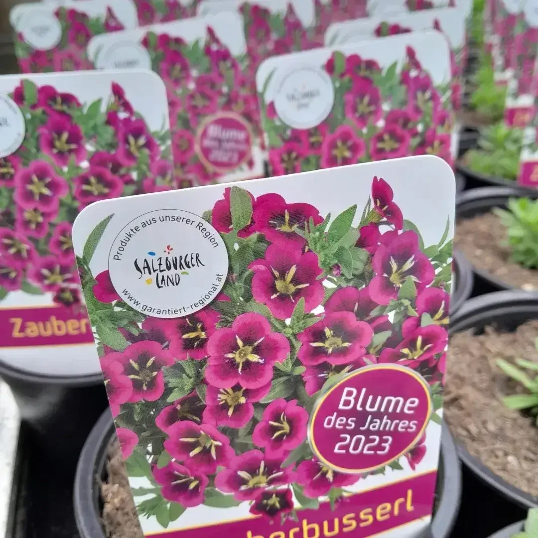 Gärtnerei Pleitner Blume des Jahers 2023