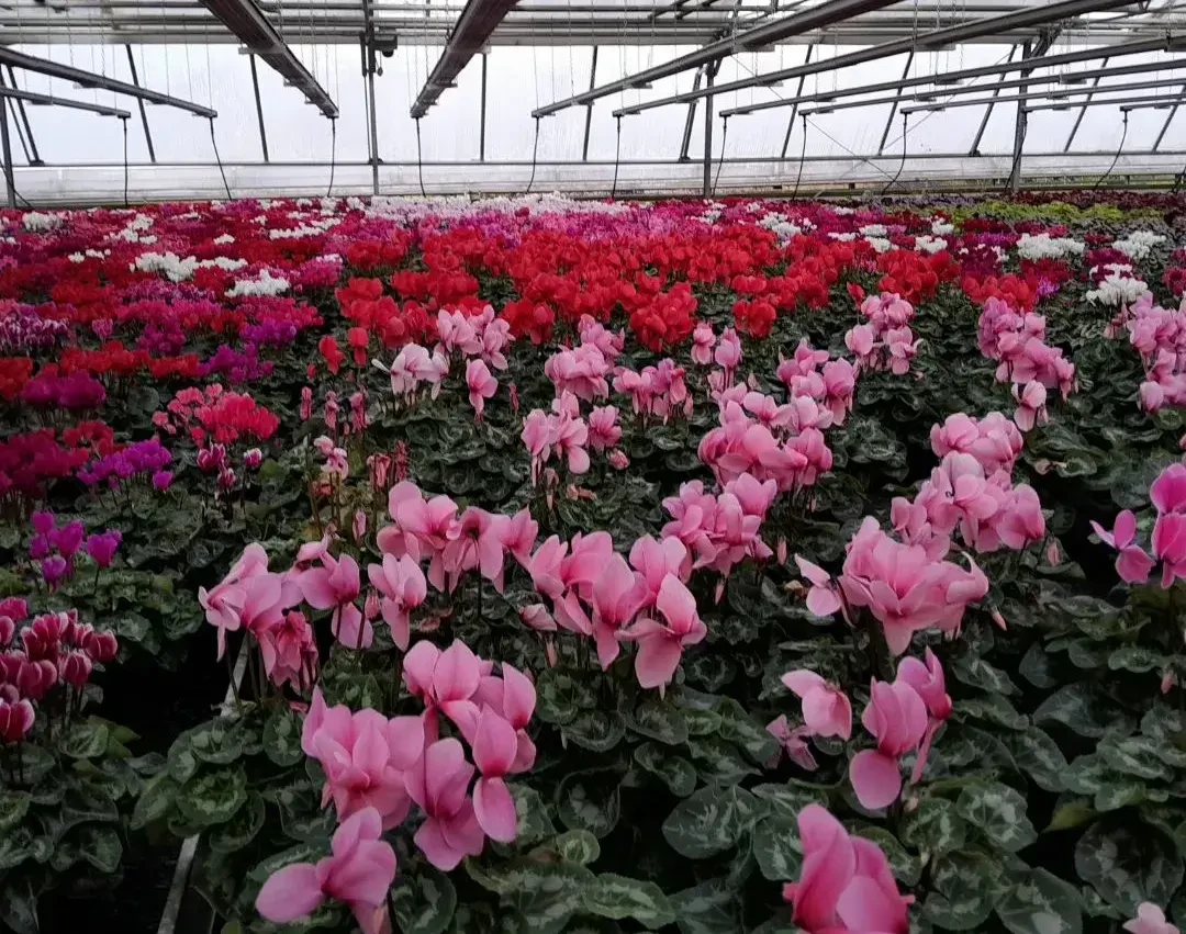 GĂ€rtnerei Pleitner Blumen rosa