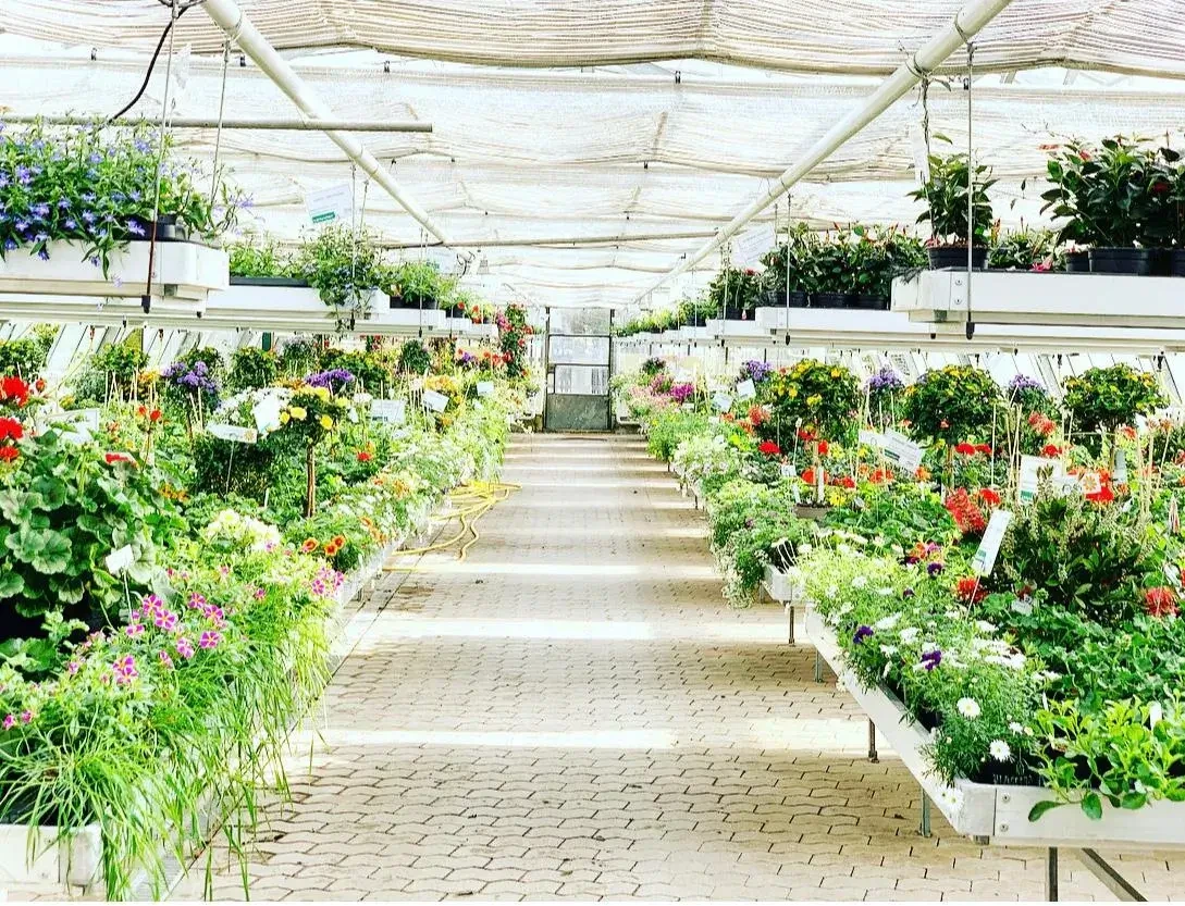 Gärtnerei Lindner bietet in seinem Glashaus viele gezogene Pflanzen.