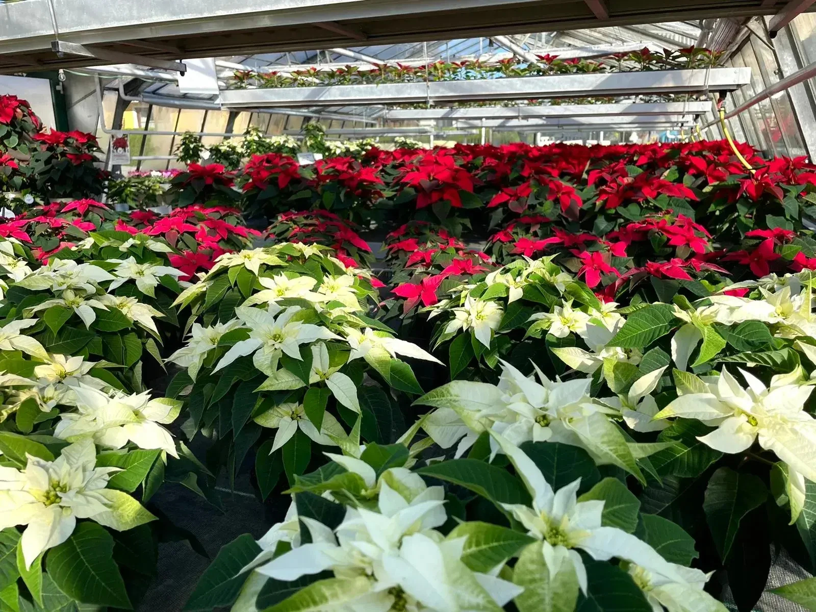 Gärtnerei Lindner: Weihnachtssterne holen Farben im Winter ins Haus.