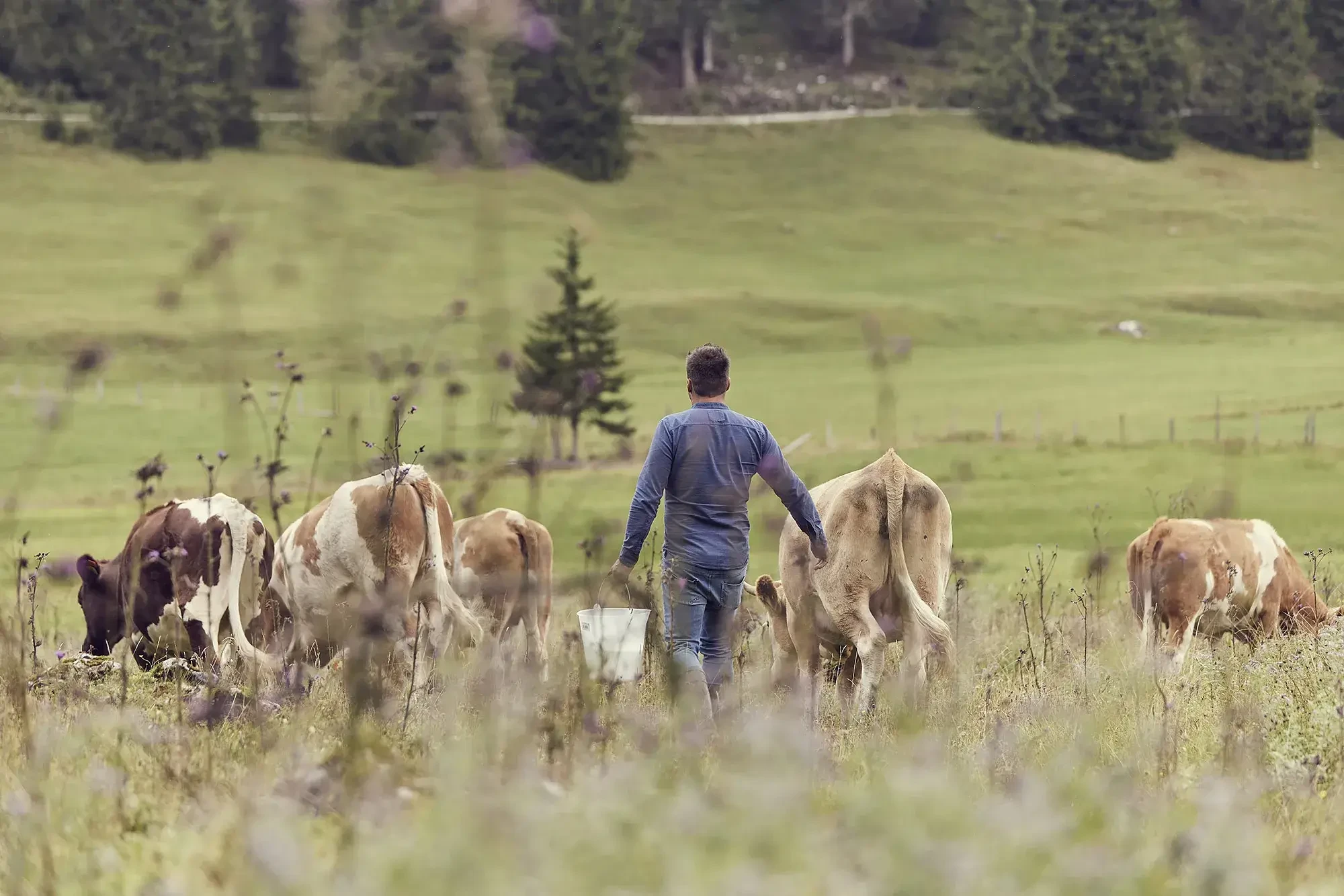  Georg Bucheggers  Kühe grasen auf der Postalm. Saftige Gräser sorgen für beste Fleischqualität. Tom Bachler