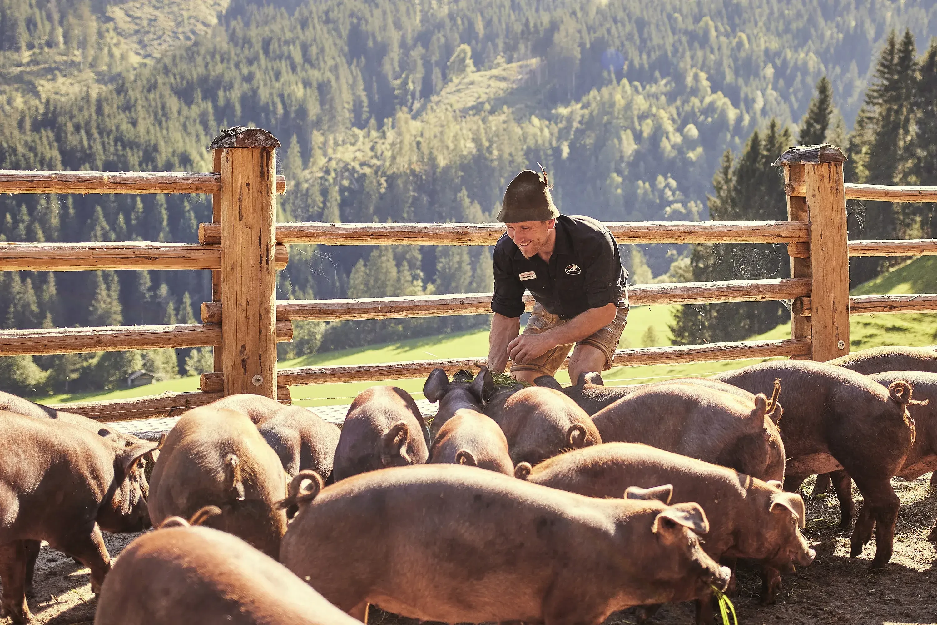 Abtenauer Bauernbogen Schreckbauer Schweine © Tom Bachler