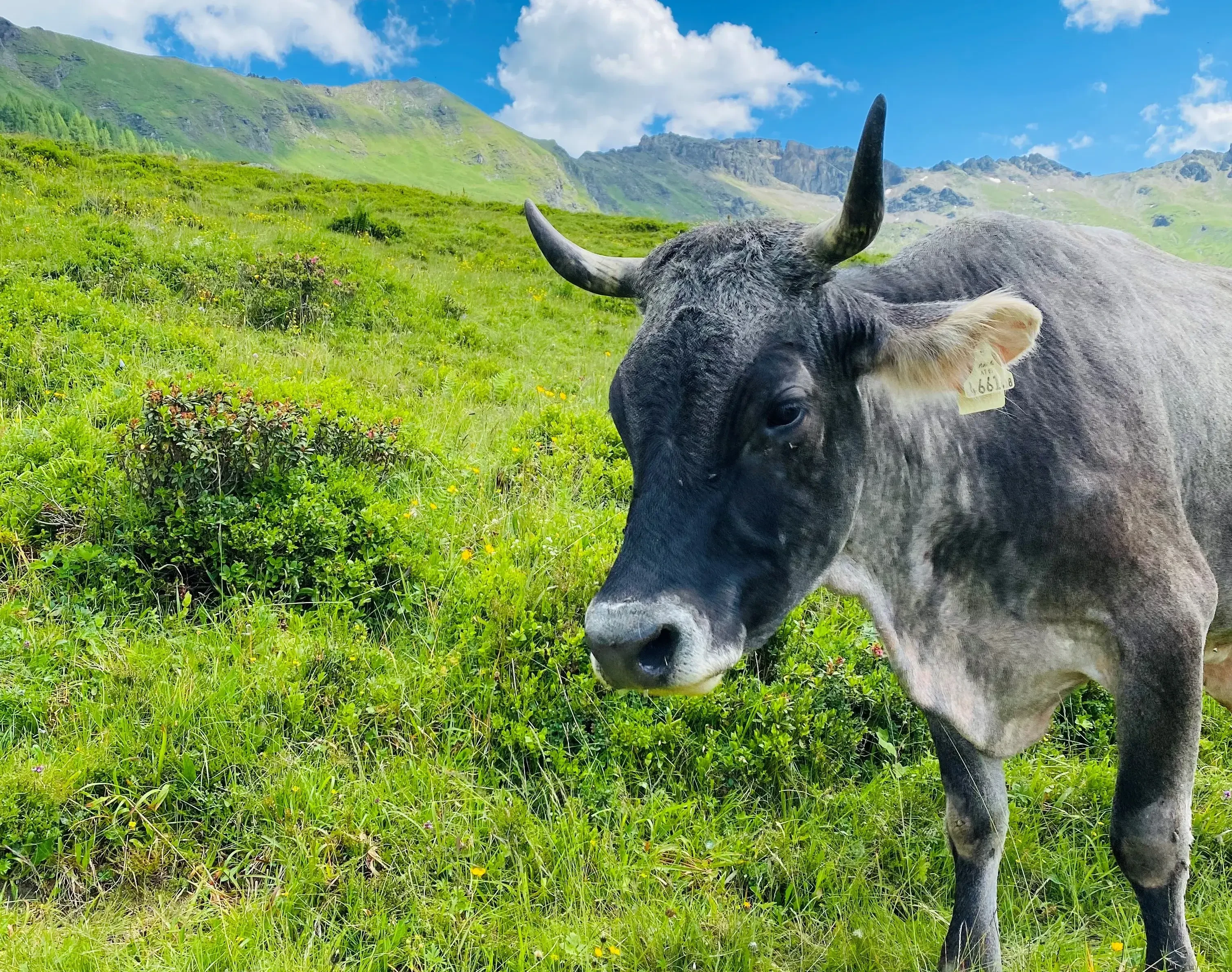 Unsere Rinder kommen jedes Jahr im Sommer auf die Alm in Rauris.