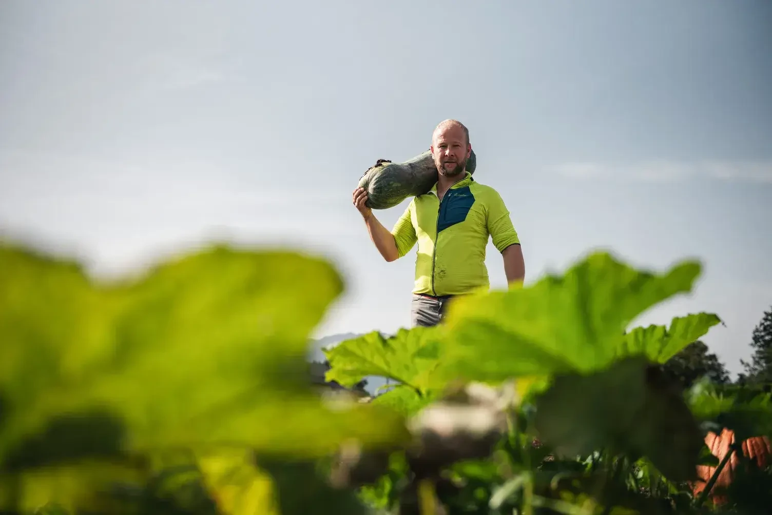 Gemüse frisch vom Feld in die Küche. Königgut